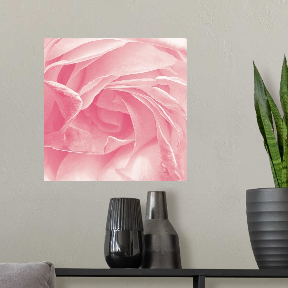 A modern room featuring Close-up photograph of a pastel pink rose on a square background.