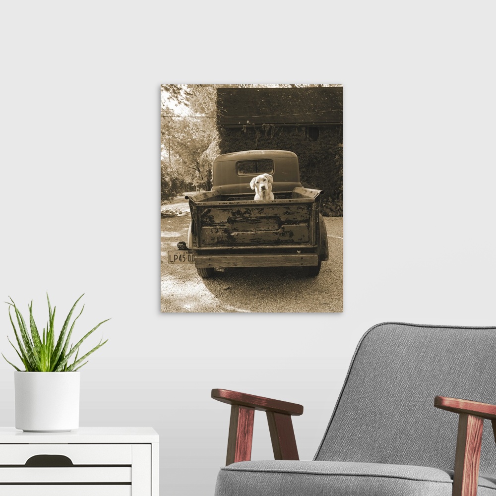 A modern room featuring A sepia toned photograph of a dog sitting in the back of a vintage truck at a farm.