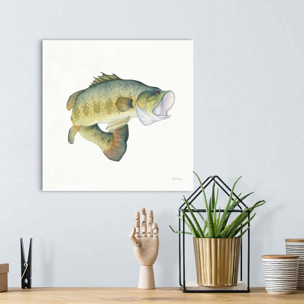 A bohemian room featuring Square watercolor painting of a large mouth bass on a solid white background.