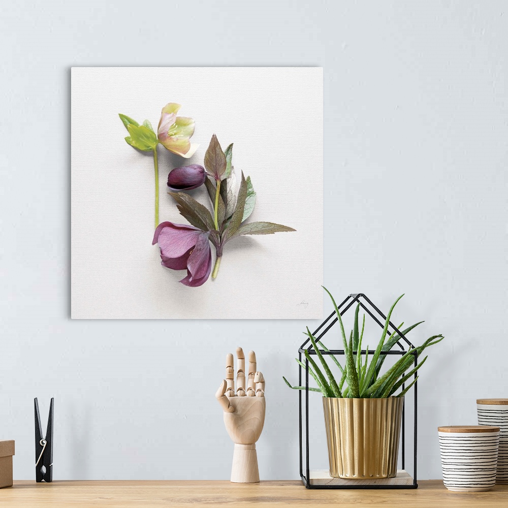 A bohemian room featuring Photograph of purple and white hellebores on a white textured background.