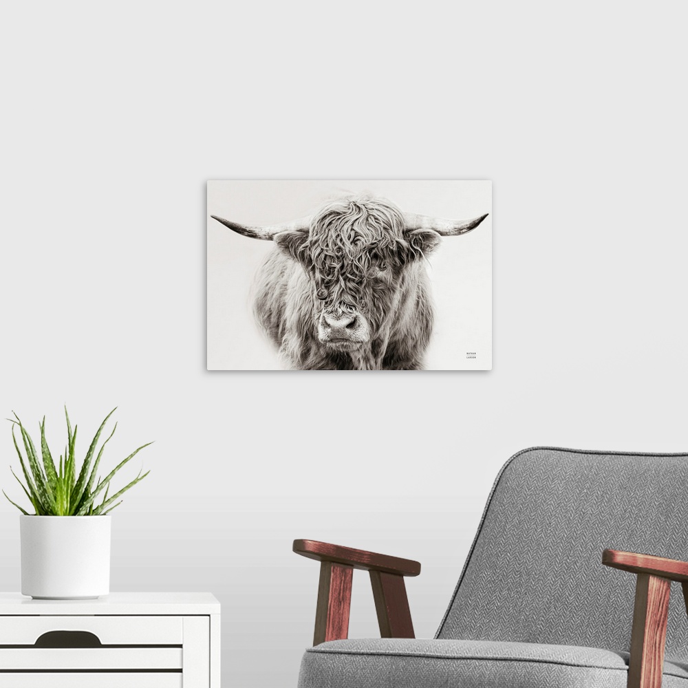 A modern room featuring A fine art photograph in black and white of a highland cow against a grey background. The texture...