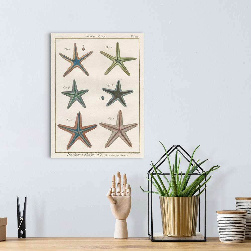 A bohemian room featuring Histoire Naturelle Starfish I