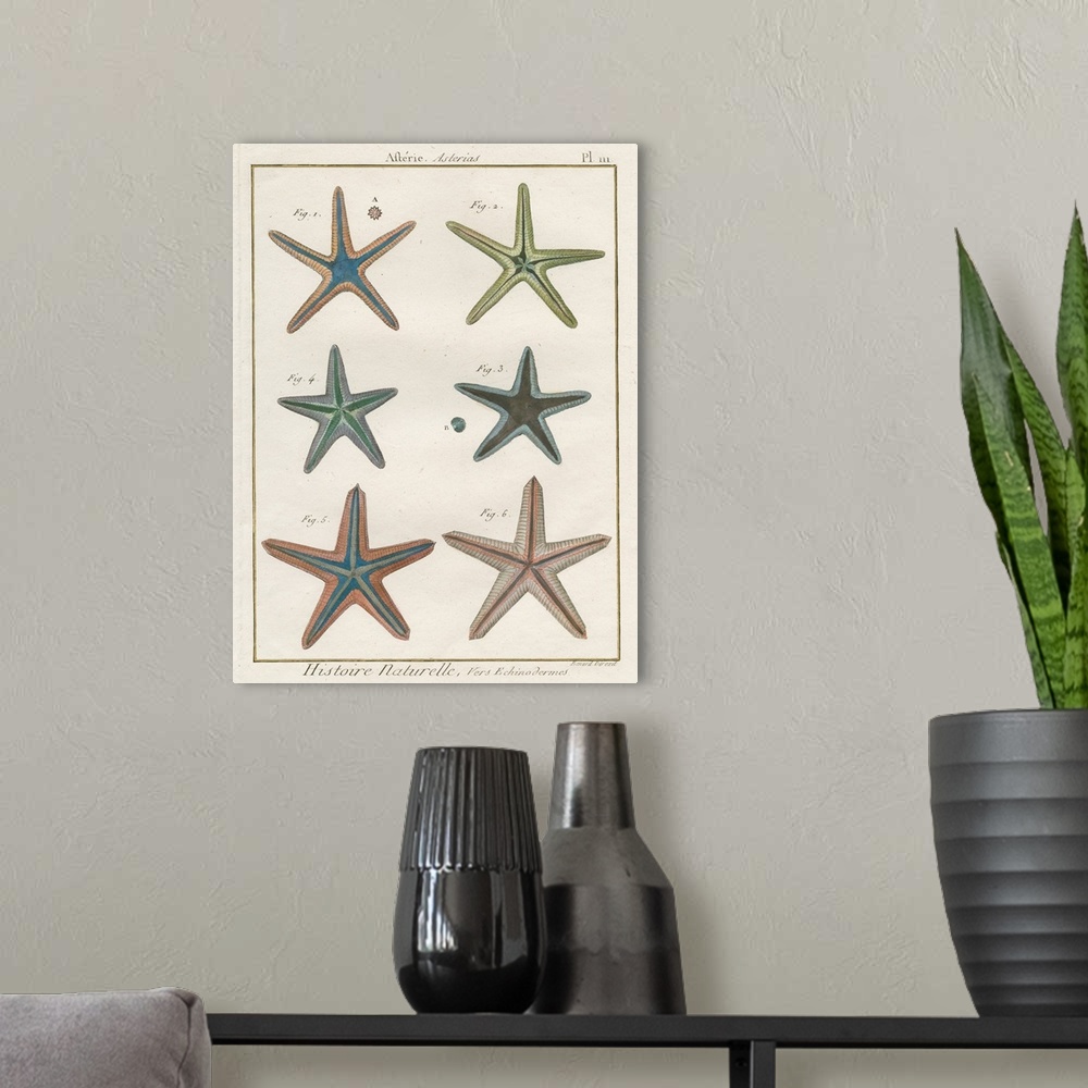 A modern room featuring Histoire Naturelle Starfish I