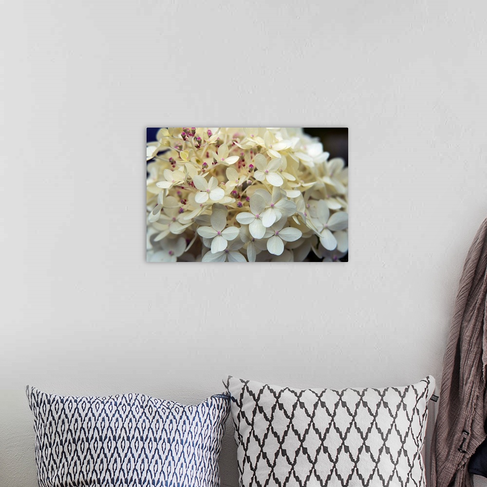 A bohemian room featuring Photograph of white hydrangeas up-close with pink buds and a shallow depth of field.