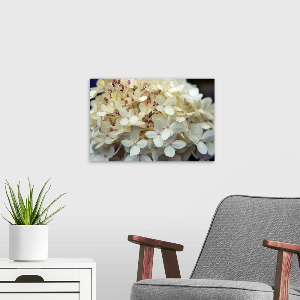 A modern room featuring Photograph of white hydrangeas up-close with pink buds and a shallow depth of field.