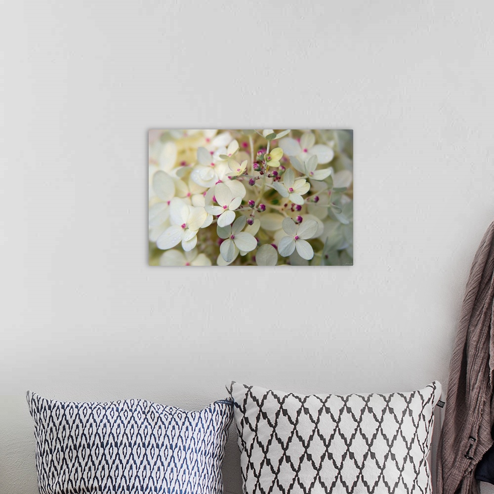 A bohemian room featuring Photograph of white hydrangeas up-close with pink buds and a shallow depth of field.
