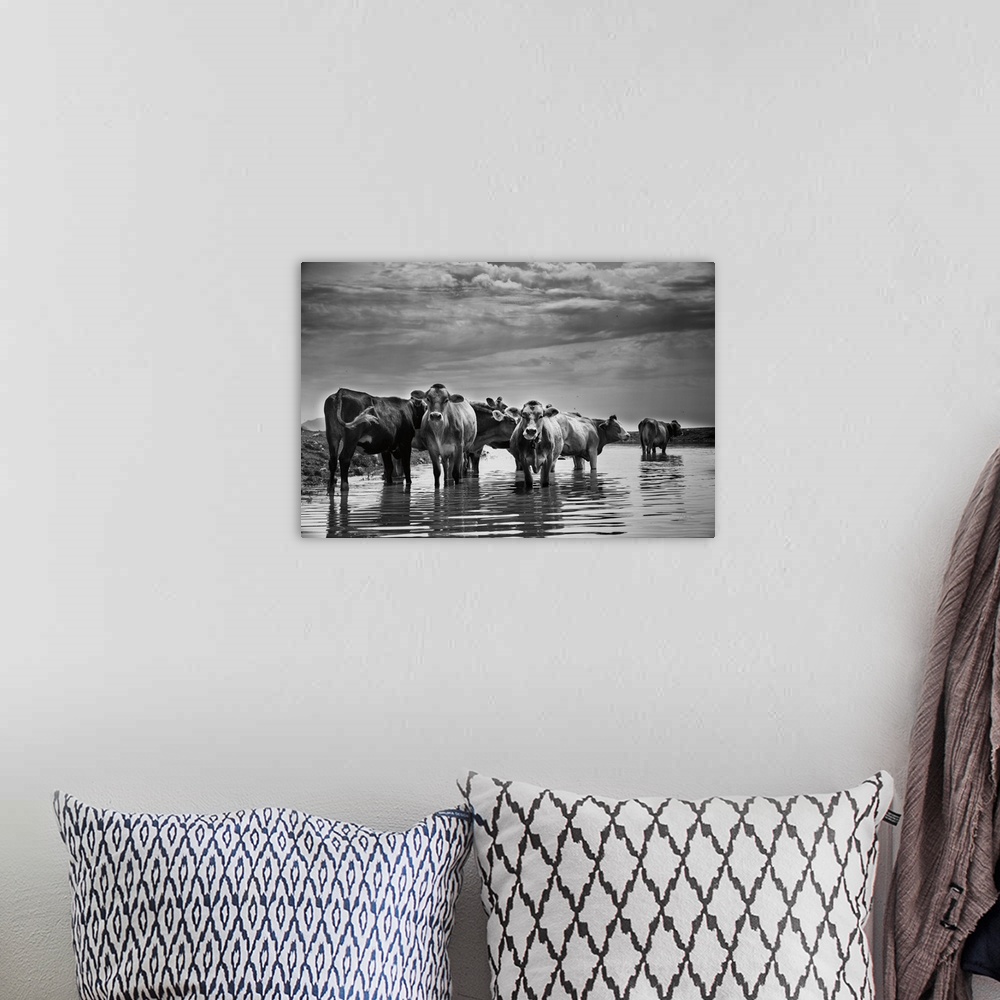 A bohemian room featuring Photograph of a herd of cattle standing in a river as storm clouds roll in.