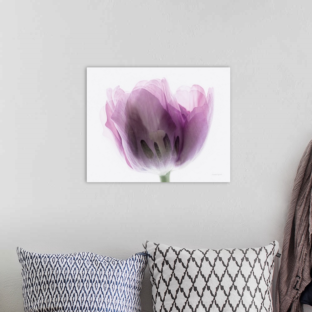 A bohemian room featuring Photograph of a purple tulip in muted tones that fade into the white background.