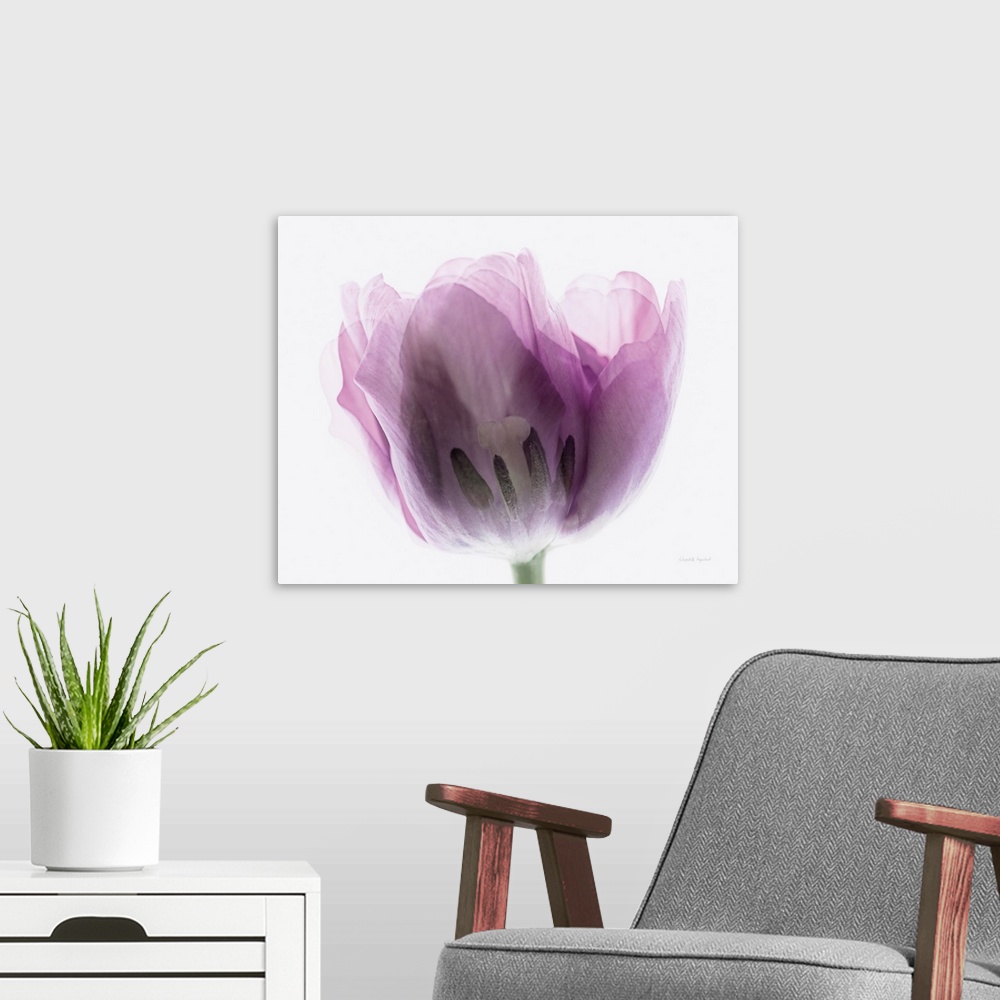 A modern room featuring Photograph of a purple tulip in muted tones that fade into the white background.