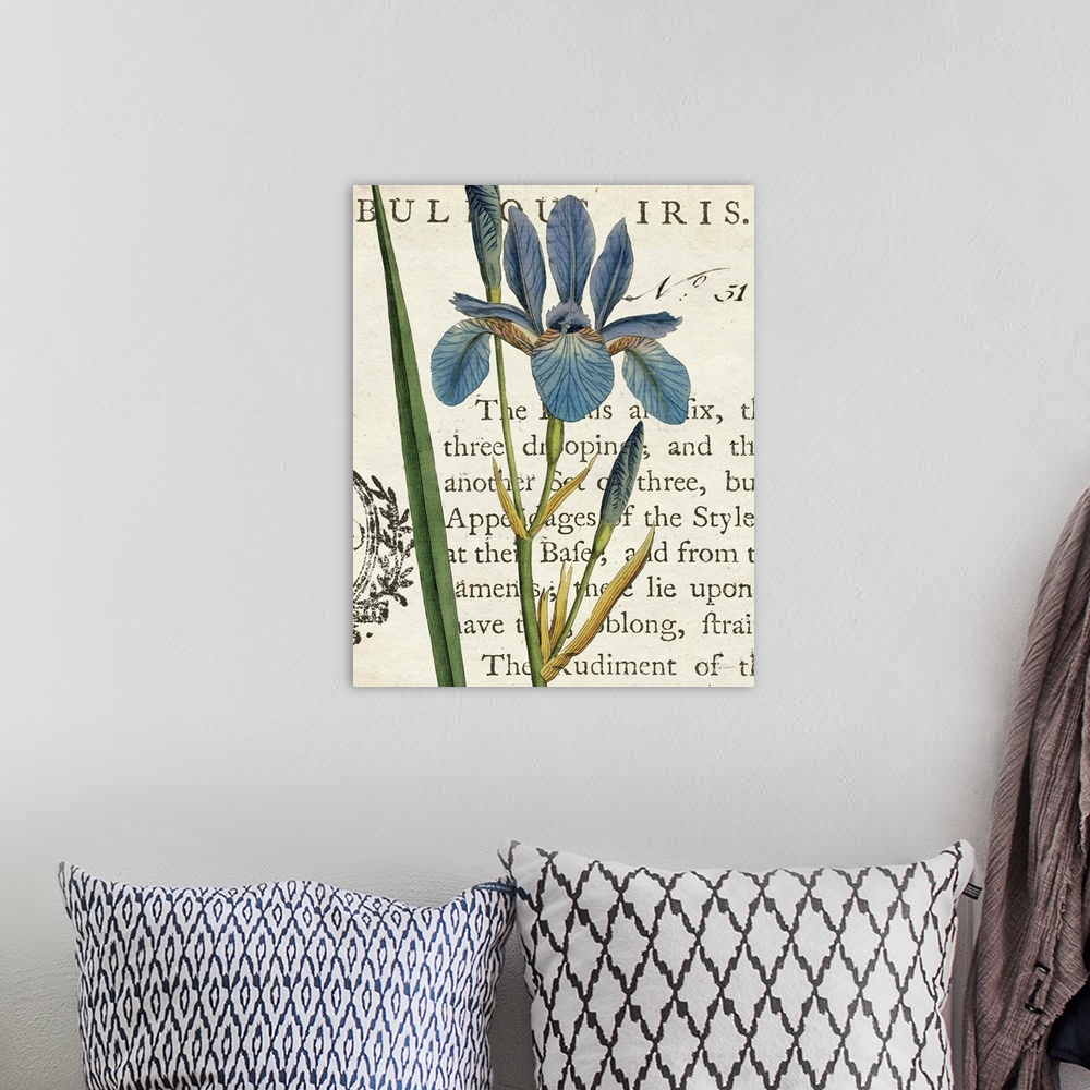 A bohemian room featuring Vintage stylized illustration of a blue iris against a cream background with text.