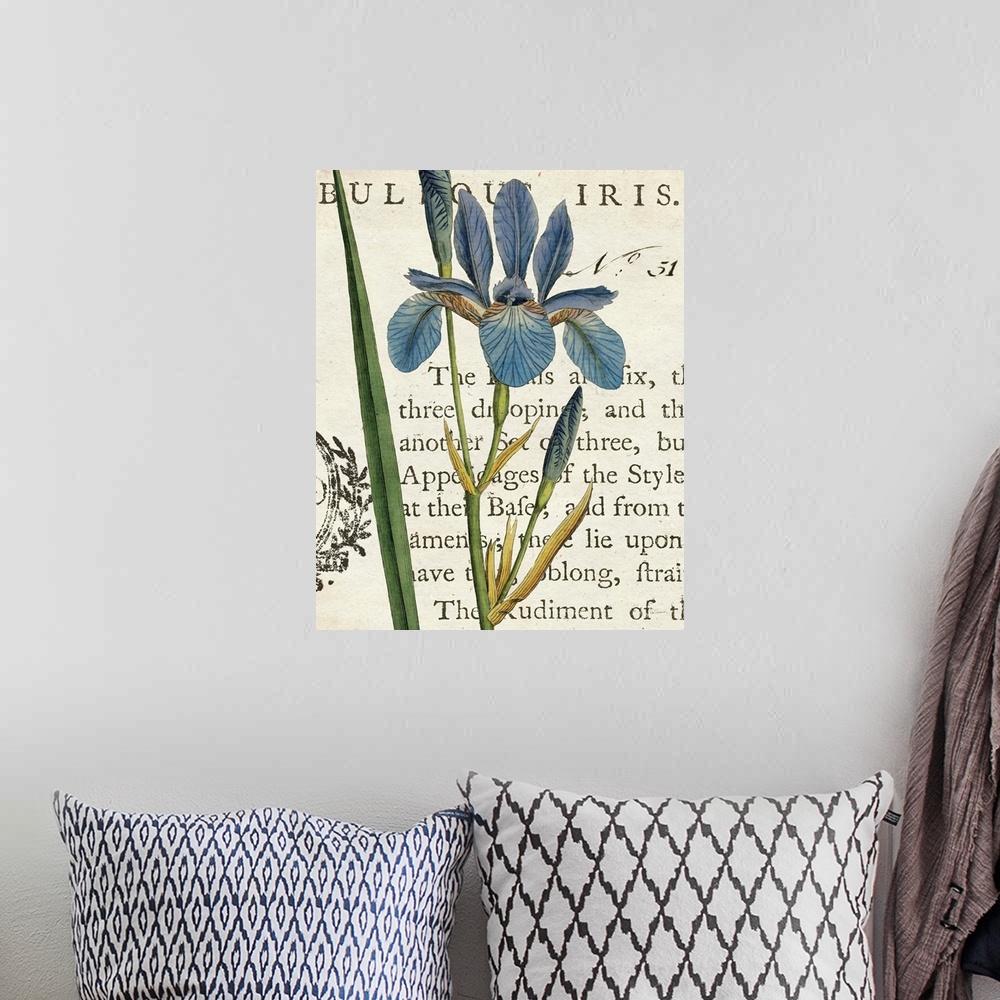 A bohemian room featuring Vintage stylized illustration of a blue iris against a cream background with text.