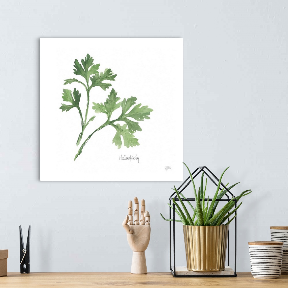 A bohemian room featuring Simple square watercolor painting of Italian Parsley with its title written at the bottom.