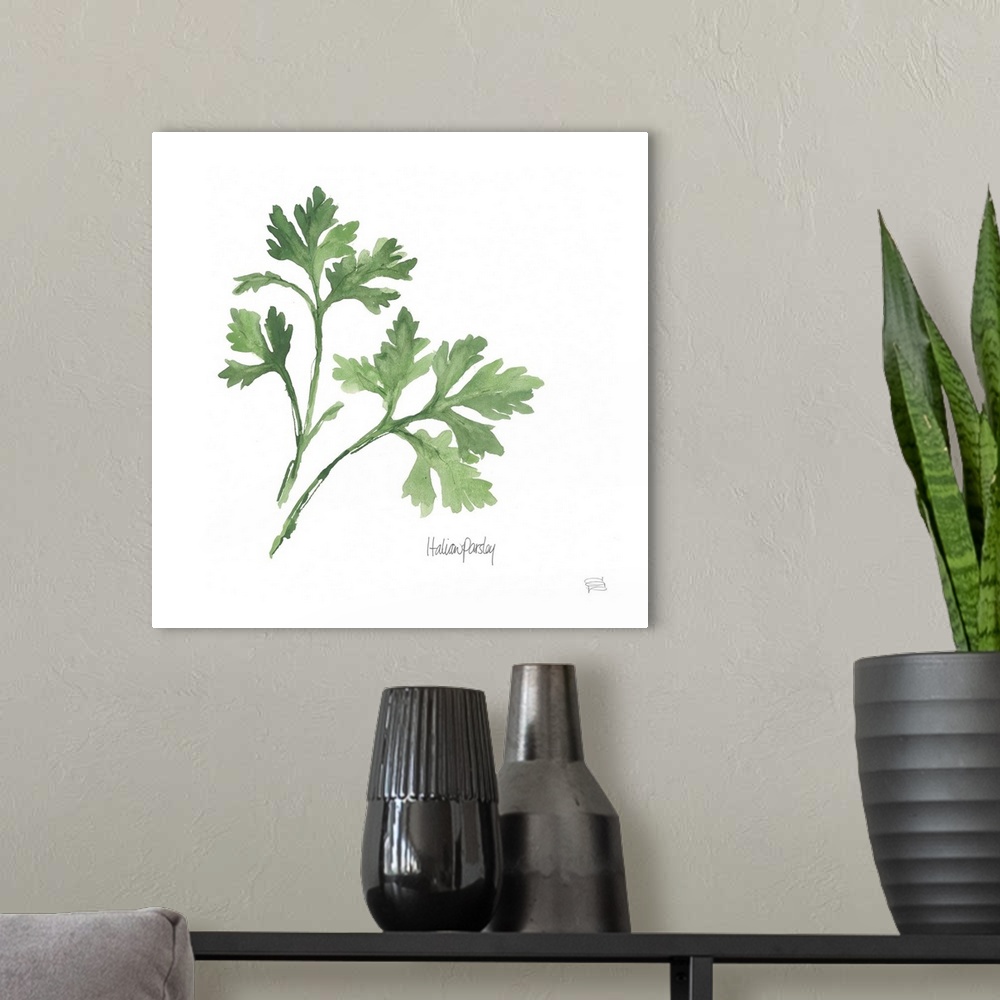 A modern room featuring Simple square watercolor painting of Italian Parsley with its title written at the bottom.