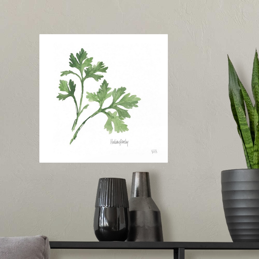 A modern room featuring Simple square watercolor painting of Italian Parsley with its title written at the bottom.