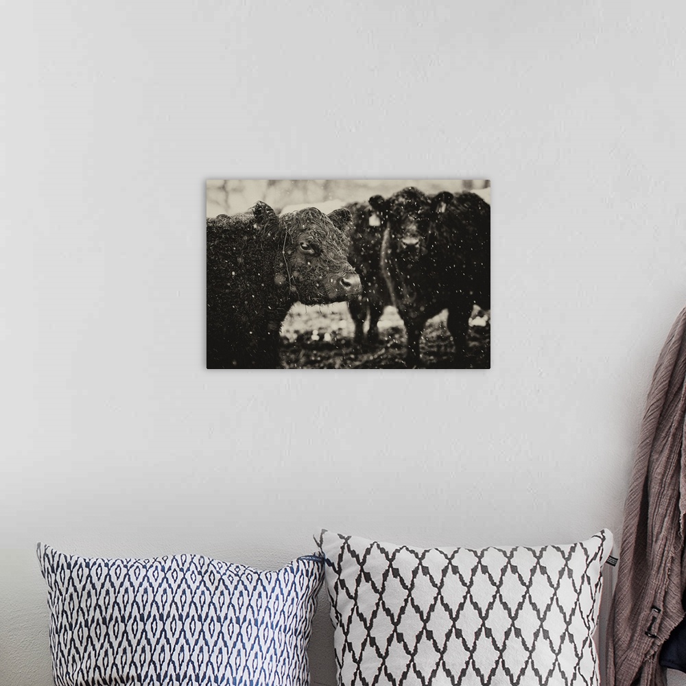 A bohemian room featuring Black and white photograph of a group of cows during a snow fall.