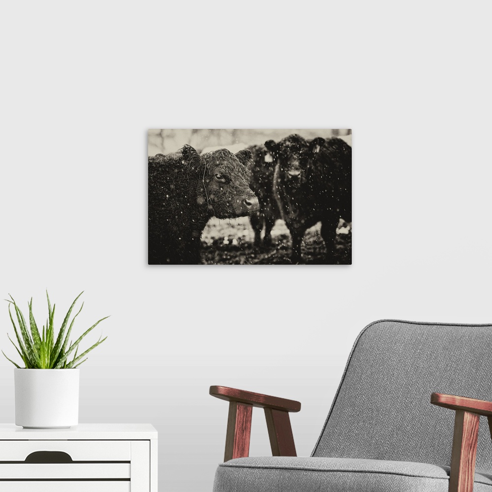 A modern room featuring Black and white photograph of a group of cows during a snow fall.