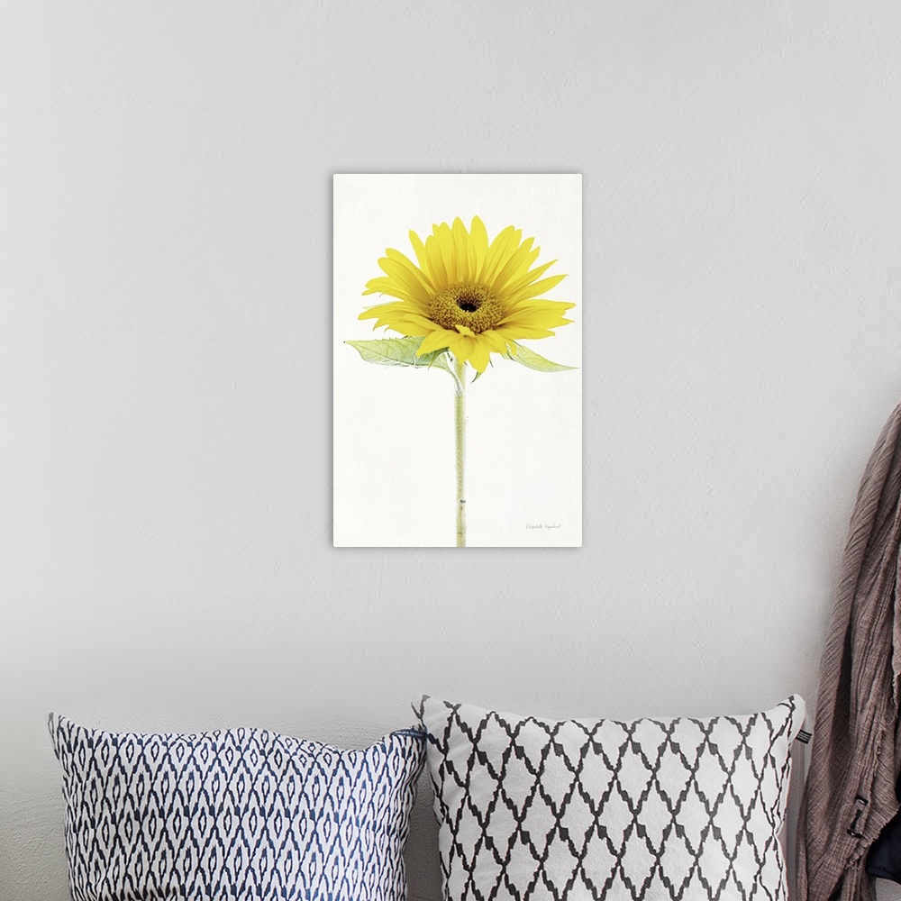 A bohemian room featuring Photograph of a yellow sunflower in muted tones that fade into the white background.