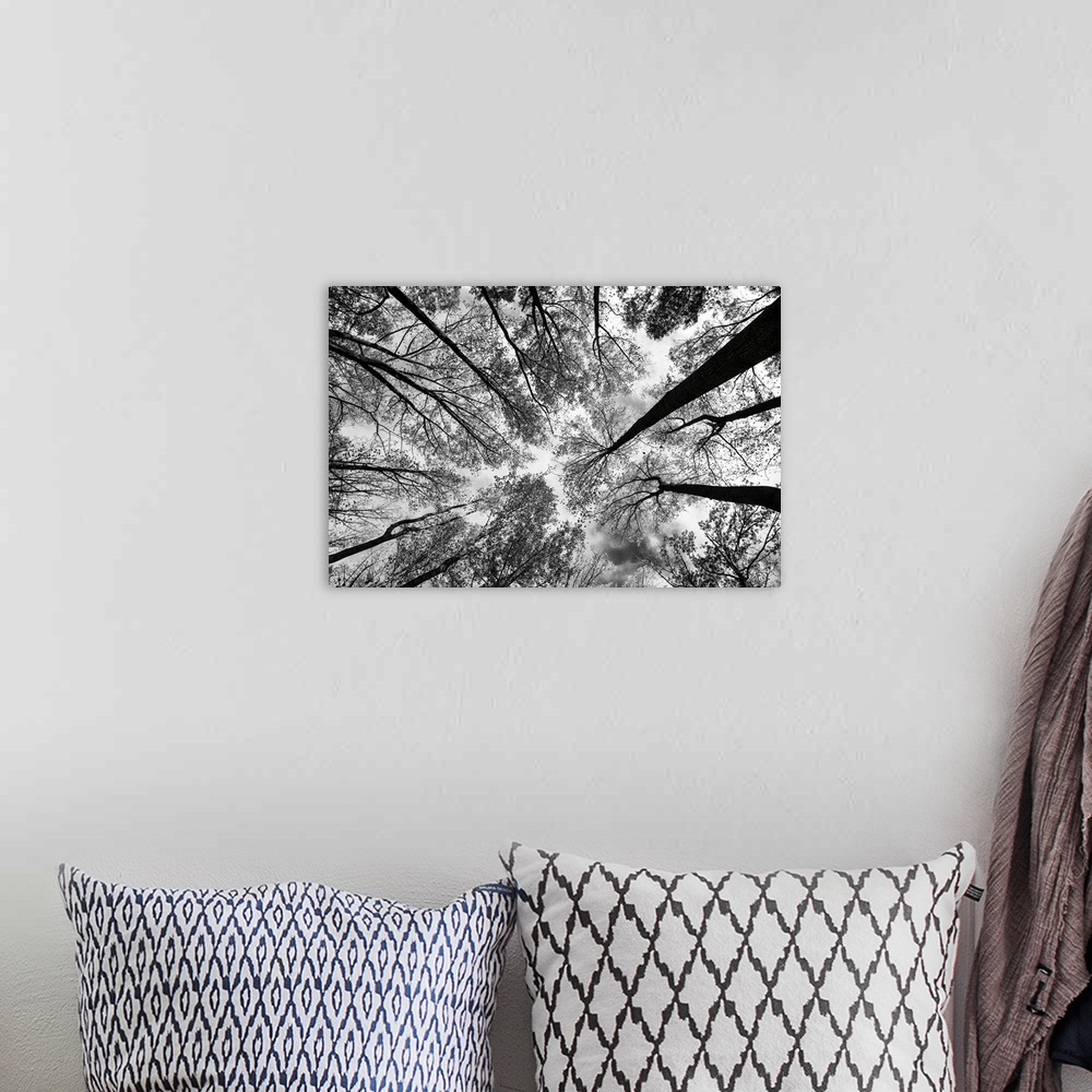 A bohemian room featuring A black and white photograph of the view of a forest from below.