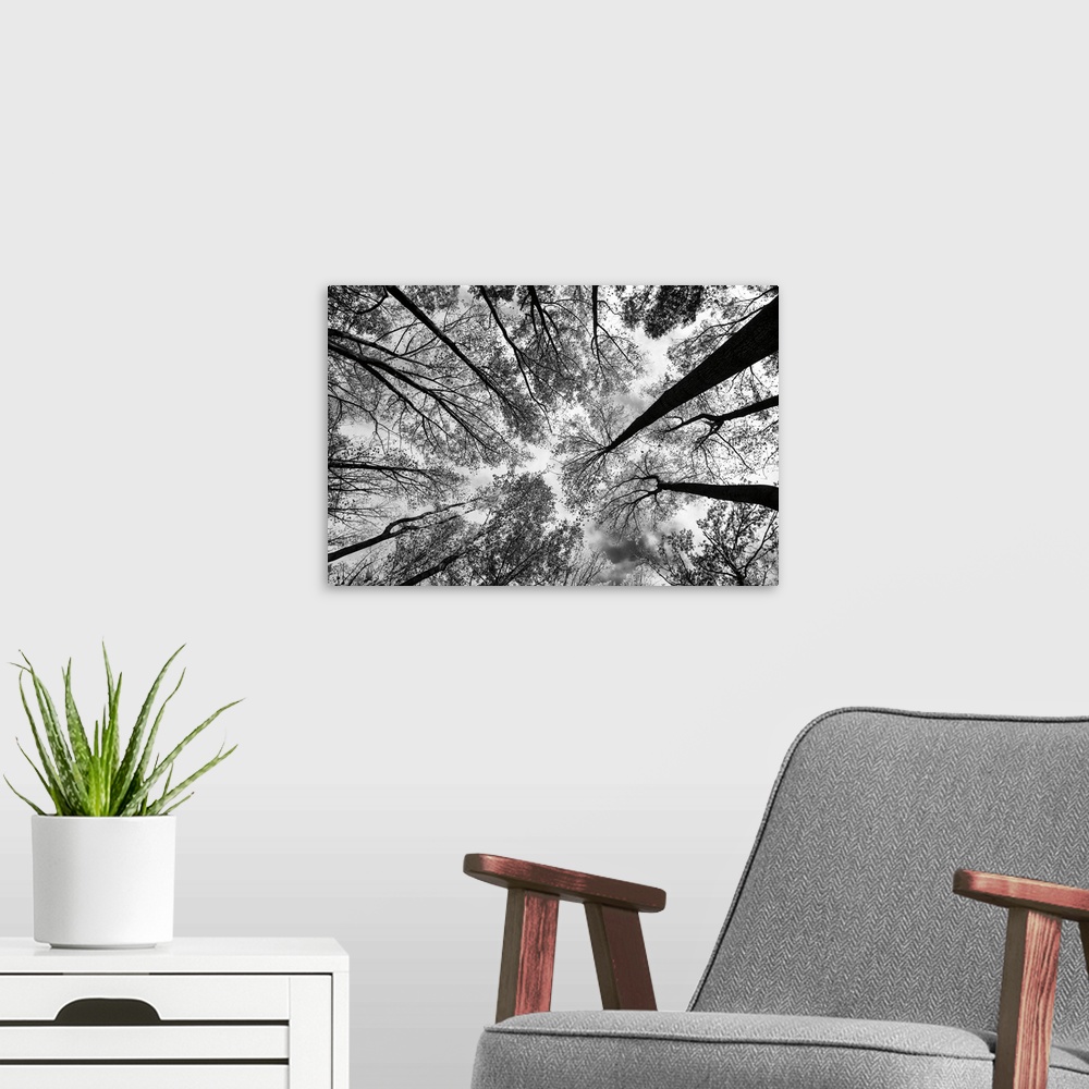 A modern room featuring A black and white photograph of the view of a forest from below.