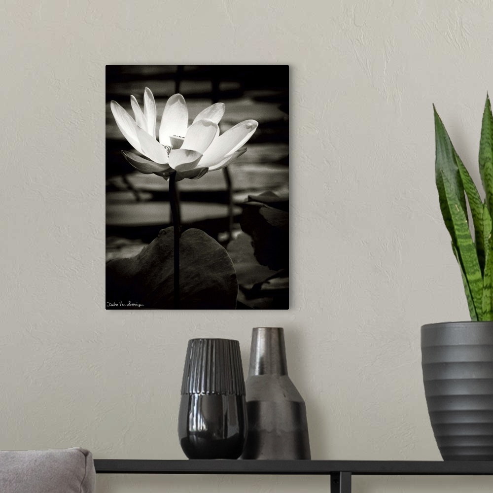 A modern room featuring A black and white photograph of a white flower in a pond, surrounded by lily pads.