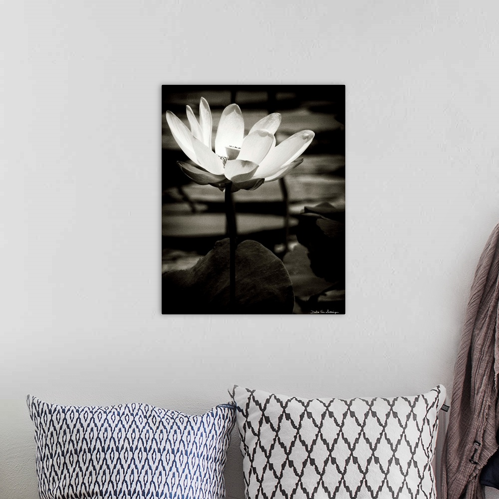 A bohemian room featuring A black and white photograph of a white flower in a pond, surrounded by lily pads.