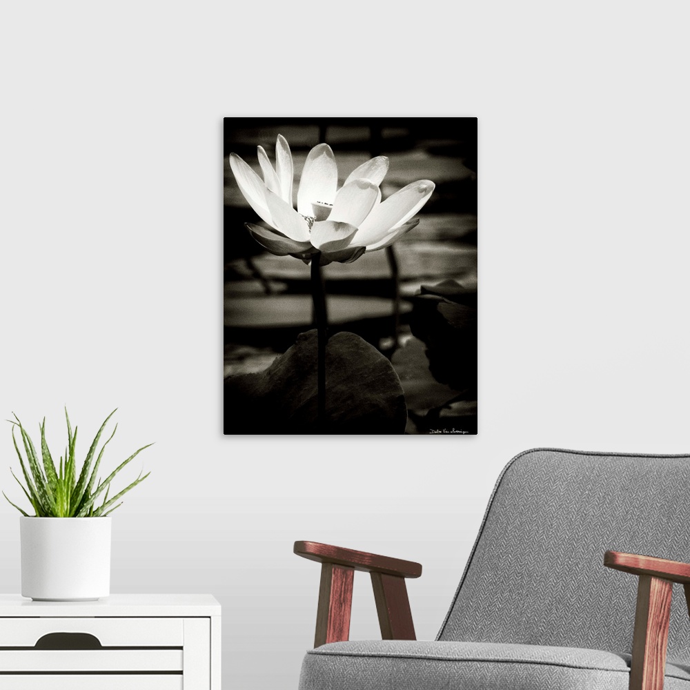 A modern room featuring A black and white photograph of a white flower in a pond, surrounded by lily pads.