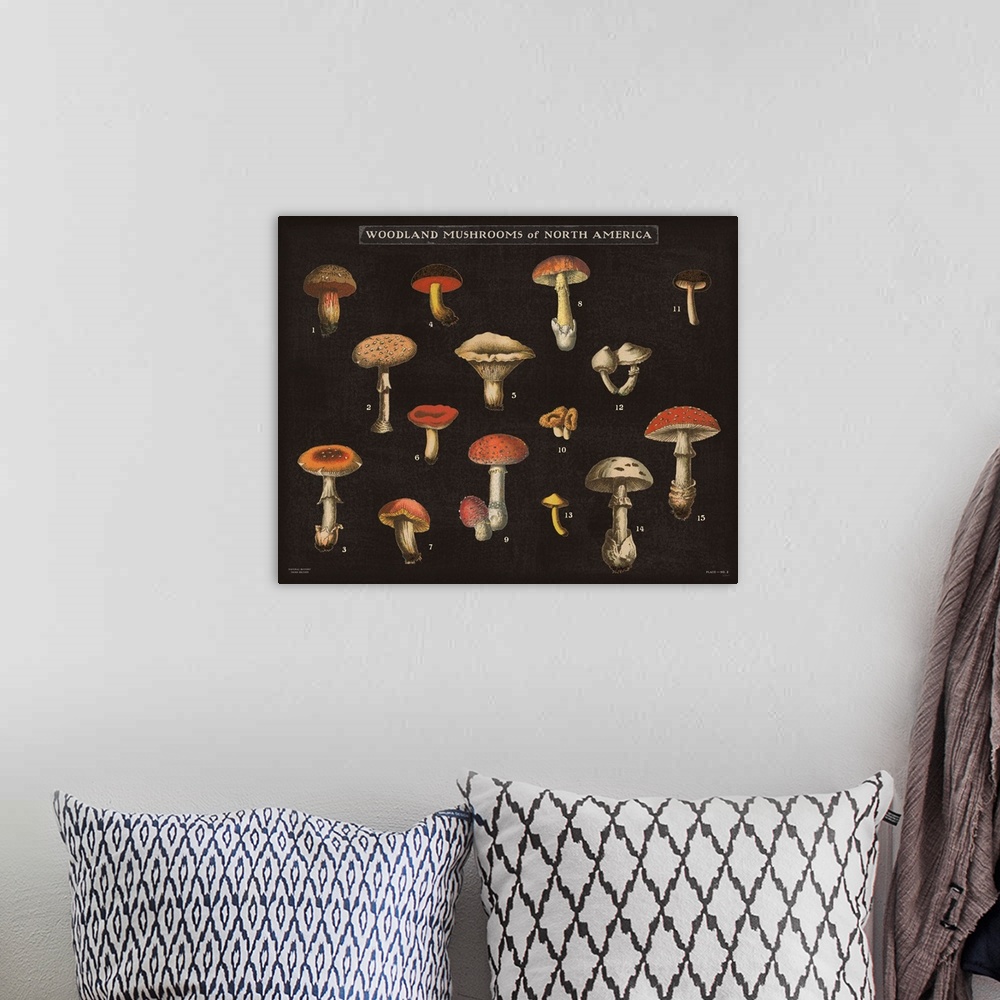 A bohemian room featuring Horizontal Woodland Mushrooms of North America chart with a black background.