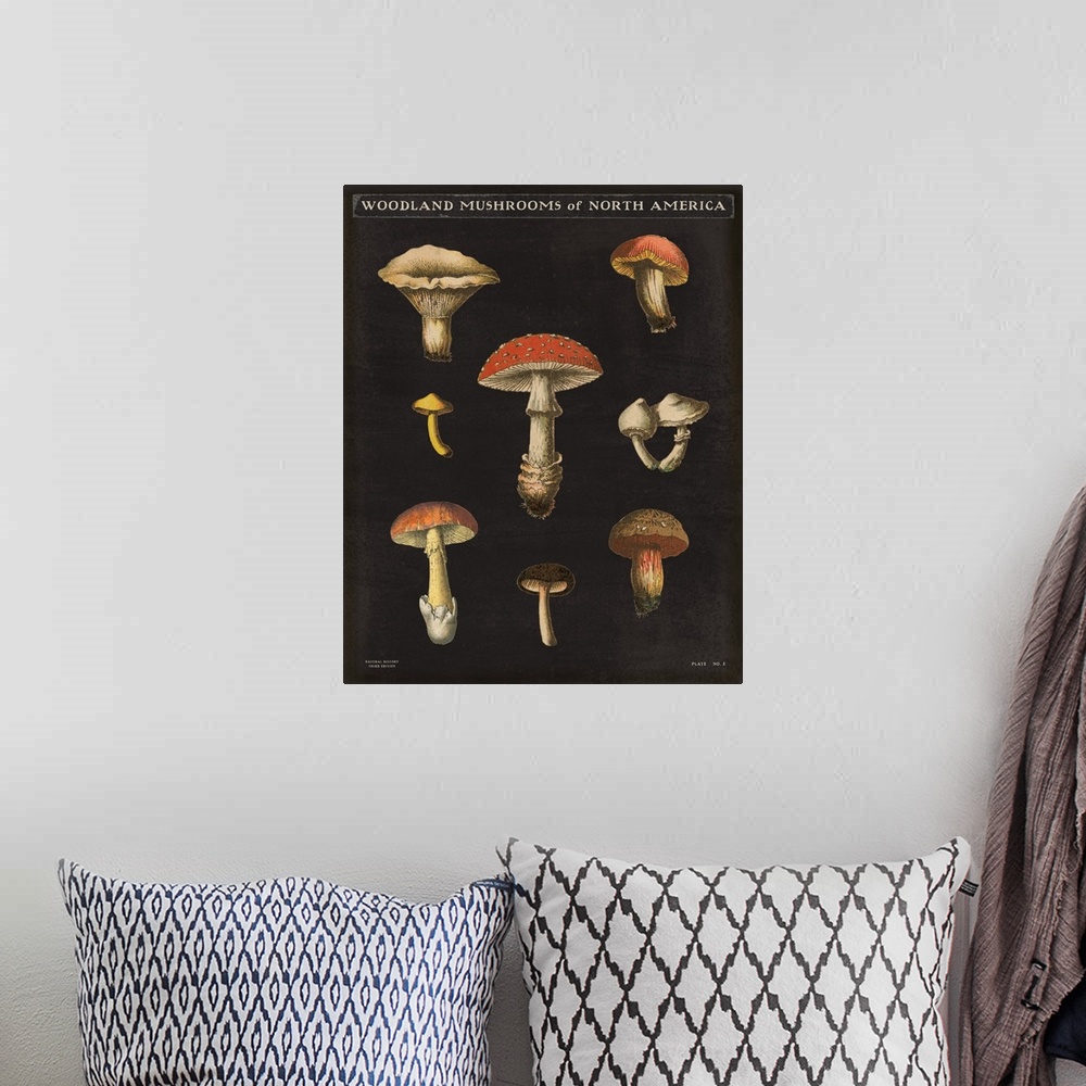A bohemian room featuring Vertical Woodland Mushrooms of North America chart with a black background.