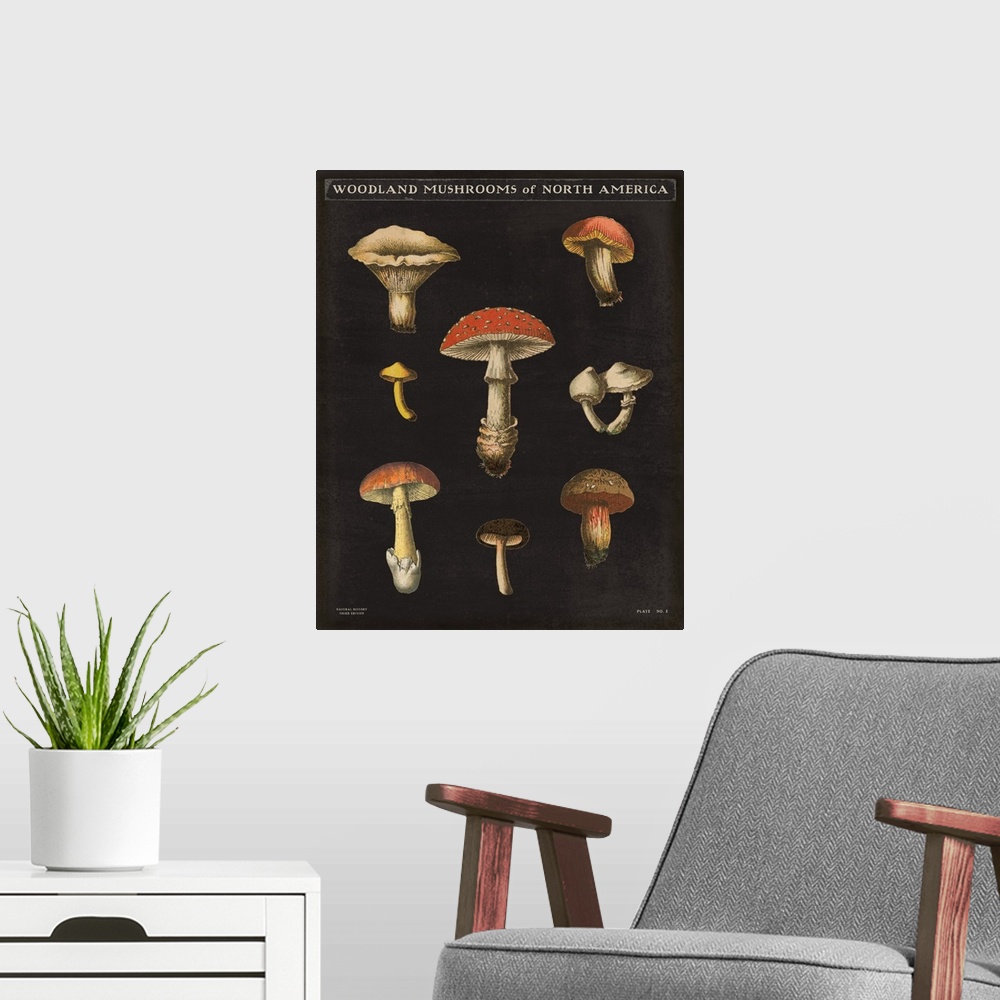 A modern room featuring Vertical Woodland Mushrooms of North America chart with a black background.