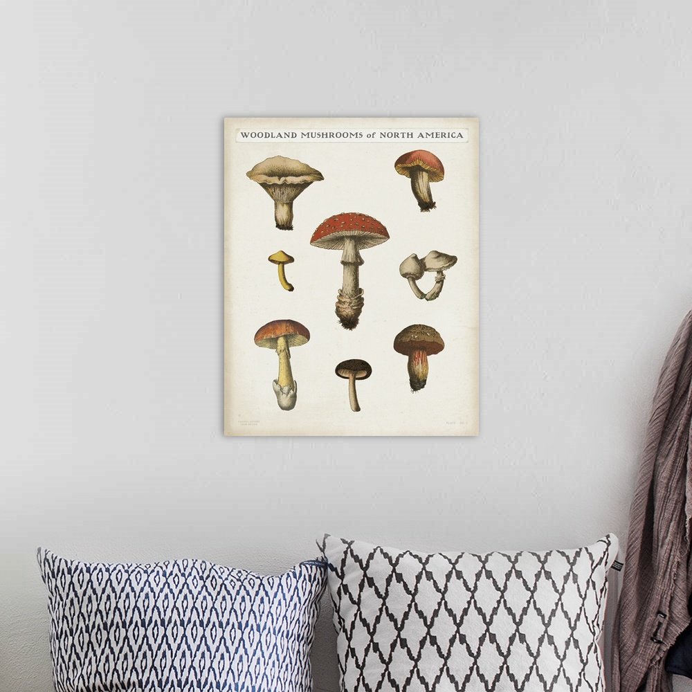 A bohemian room featuring Mushroom Chart II Light
