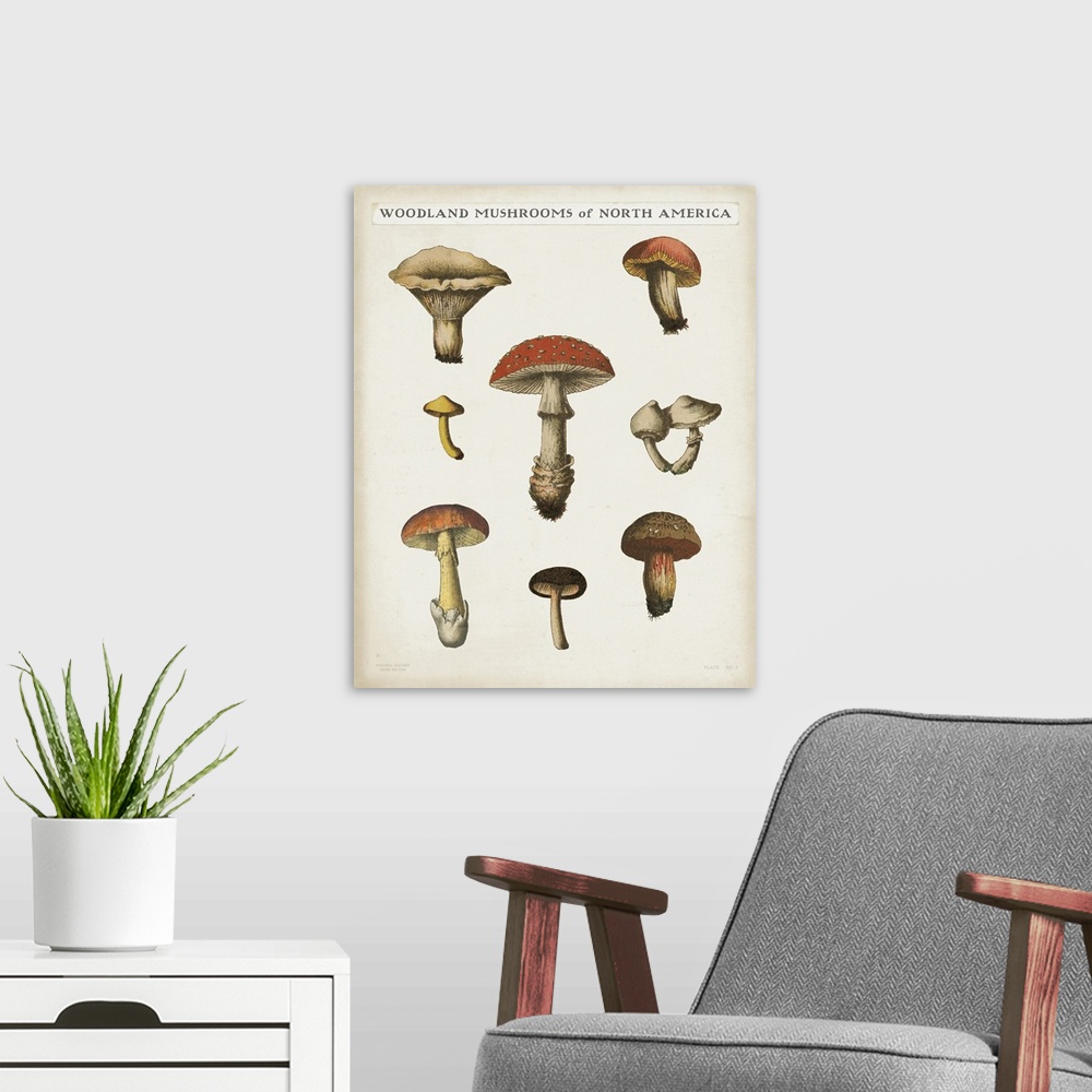 A modern room featuring Mushroom Chart II Light