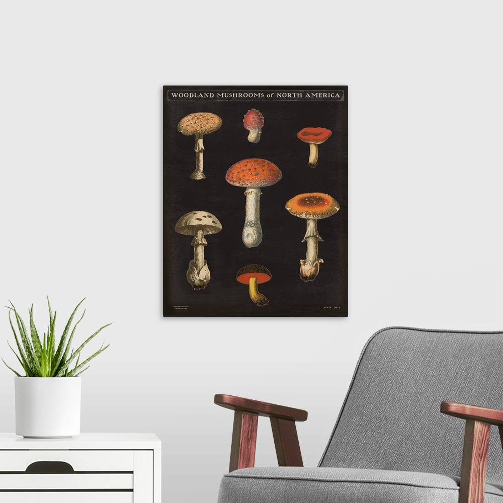 A modern room featuring Vertical Woodland Mushrooms of North America chart with a black background.