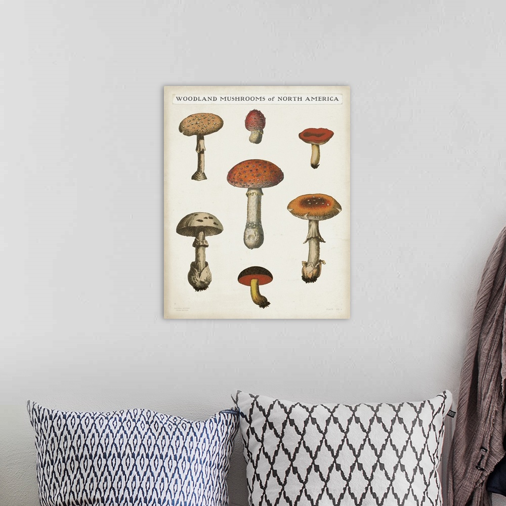 A bohemian room featuring Mushroom Chart III Light