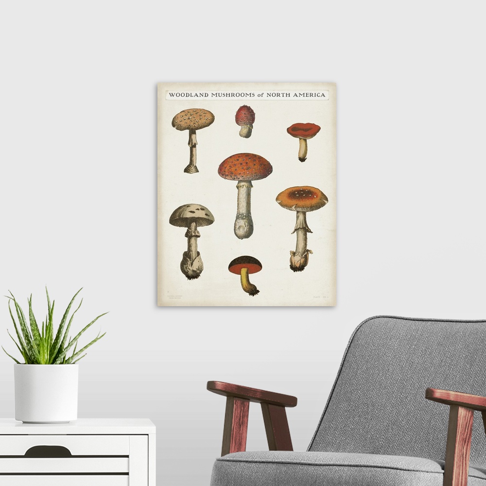 A modern room featuring Mushroom Chart III Light