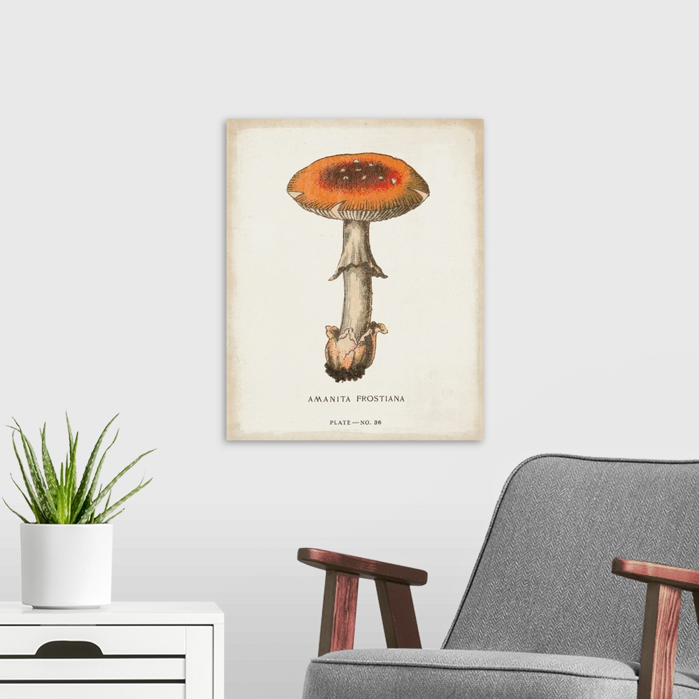 A modern room featuring Mushroom Study III