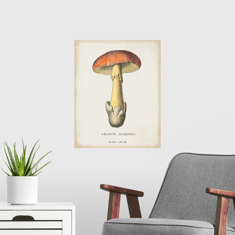 A modern room featuring Mushroom Study IV