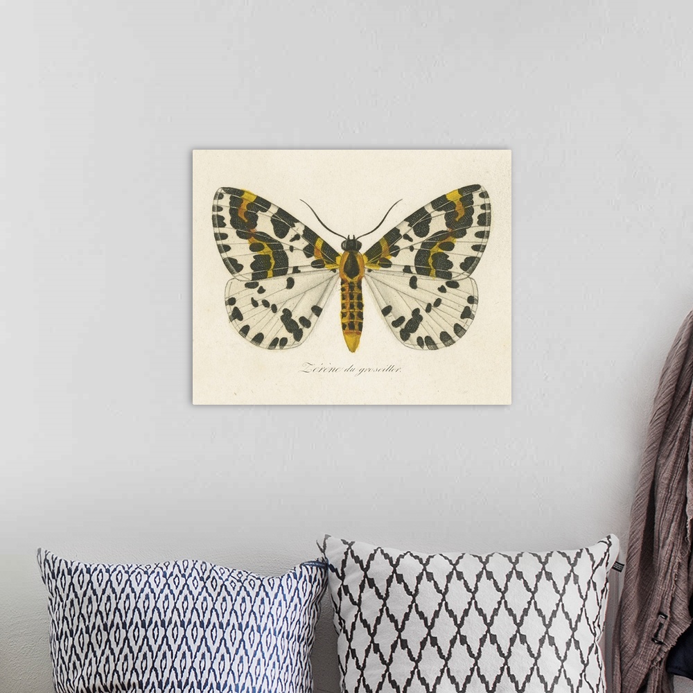 A bohemian room featuring Natures Butterfly IV