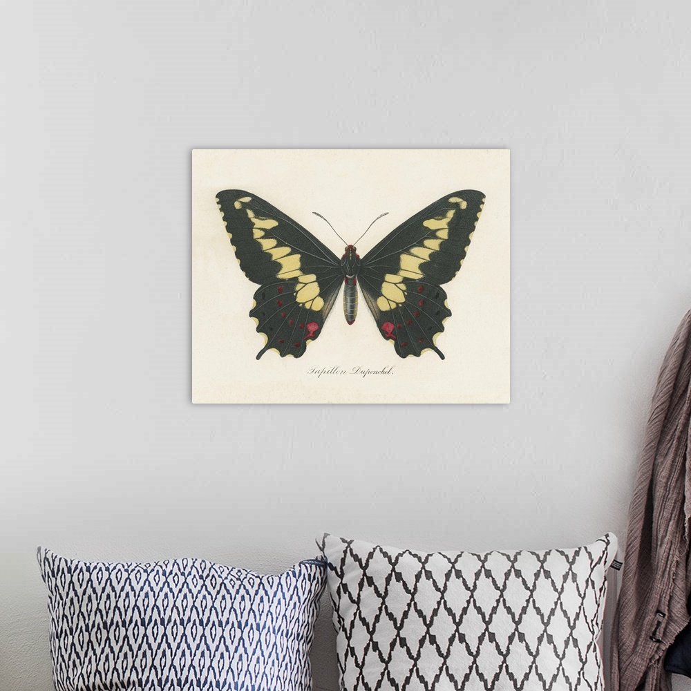 A bohemian room featuring Natures Butterfly VI