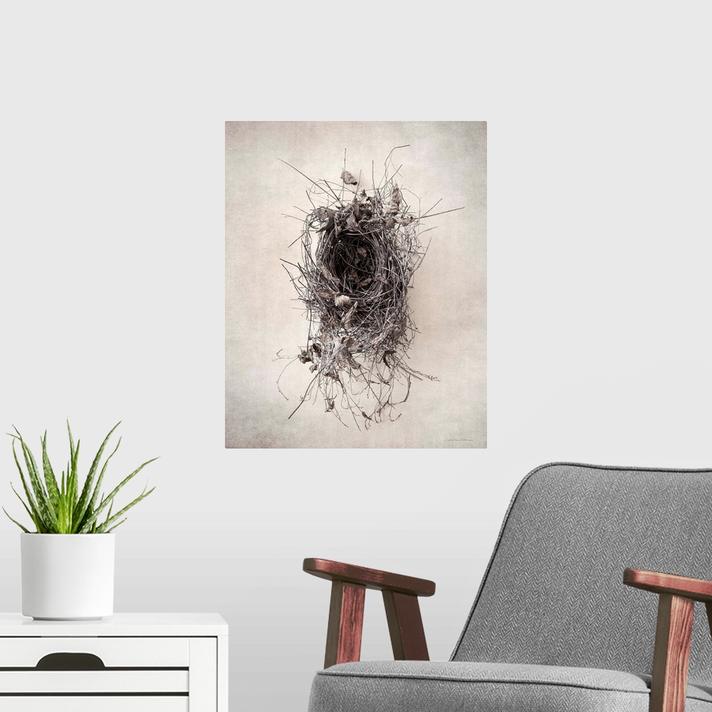 A modern room featuring Antique style photograph of an empty leafy bird's nest.