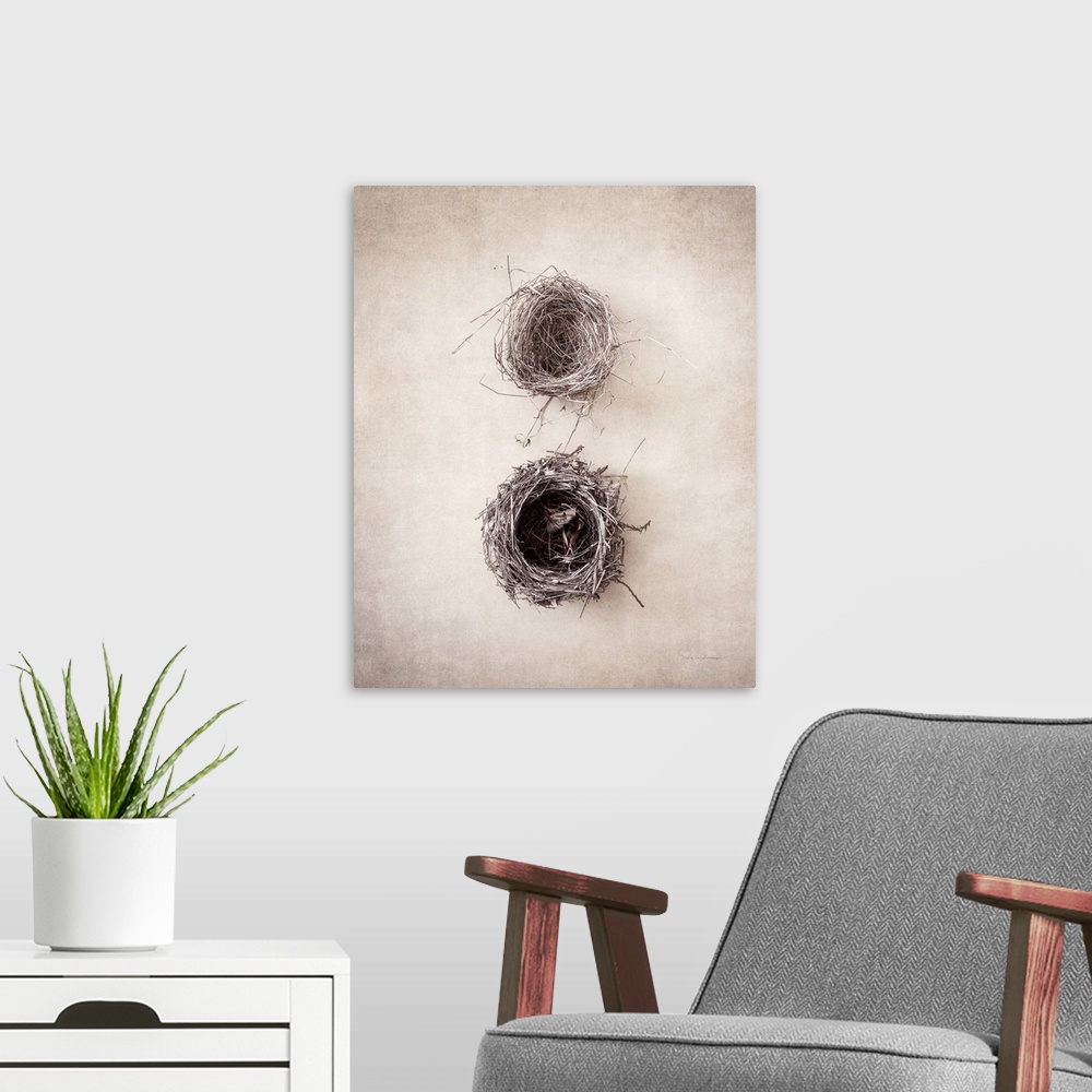 A modern room featuring Antique style photograph of two empty bird's nests.