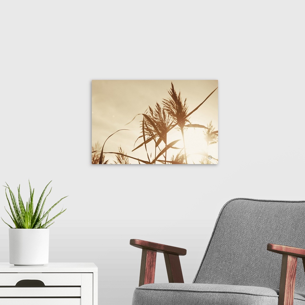 A modern room featuring Noon Grasses IV