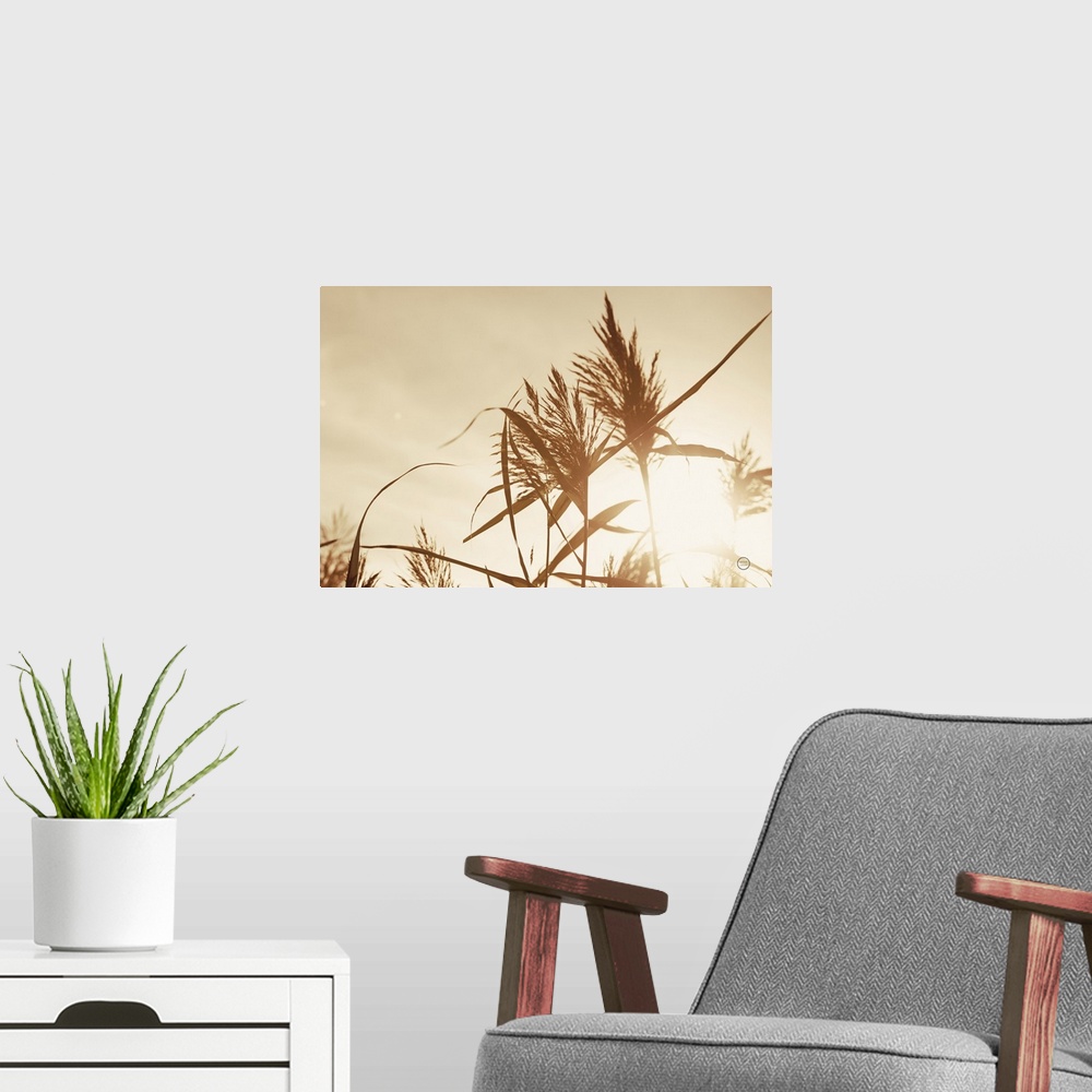 A modern room featuring Noon Grasses IV
