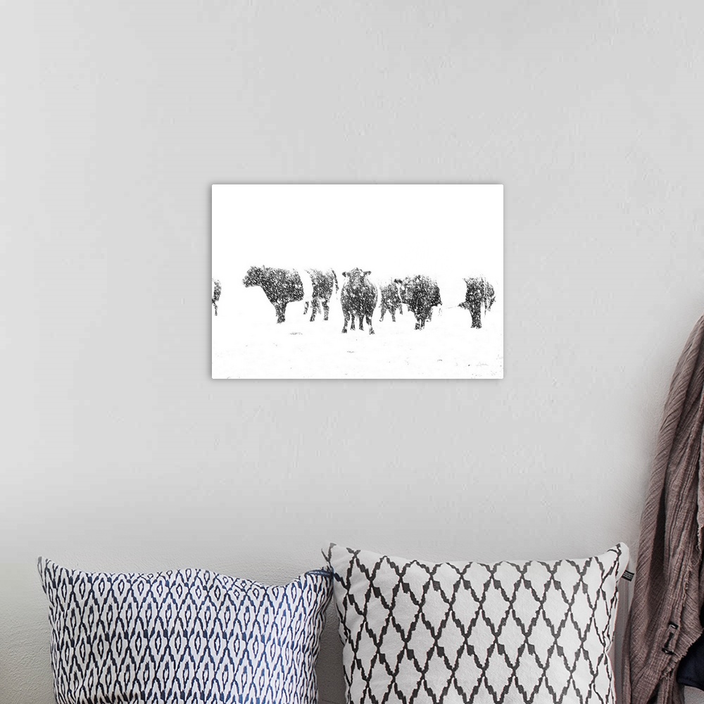 A bohemian room featuring In this photograph, black cows contrast an all white snowy landscape.