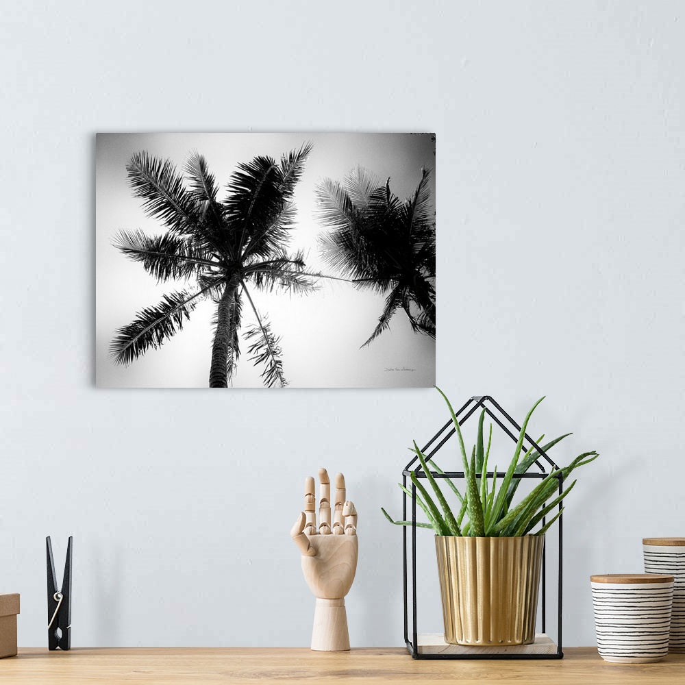 A bohemian room featuring Palm Tree Looking Up II