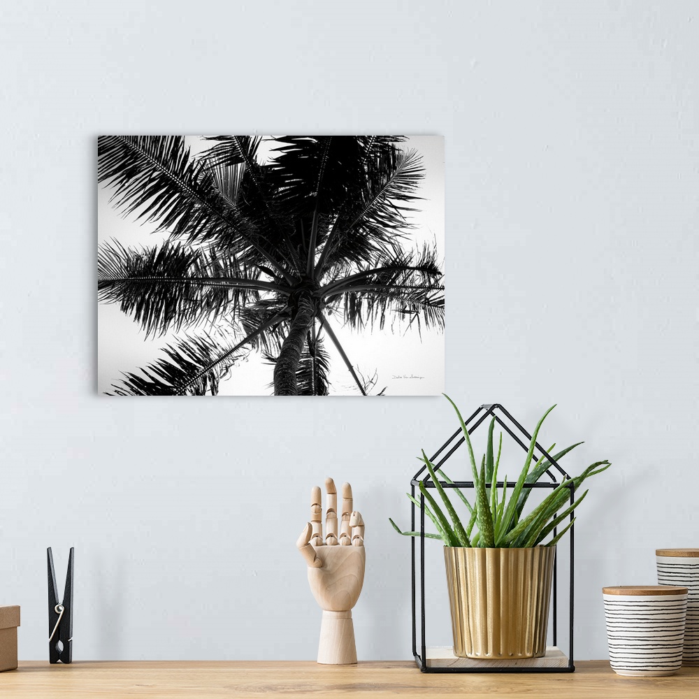 A bohemian room featuring Palm Tree Looking Up III