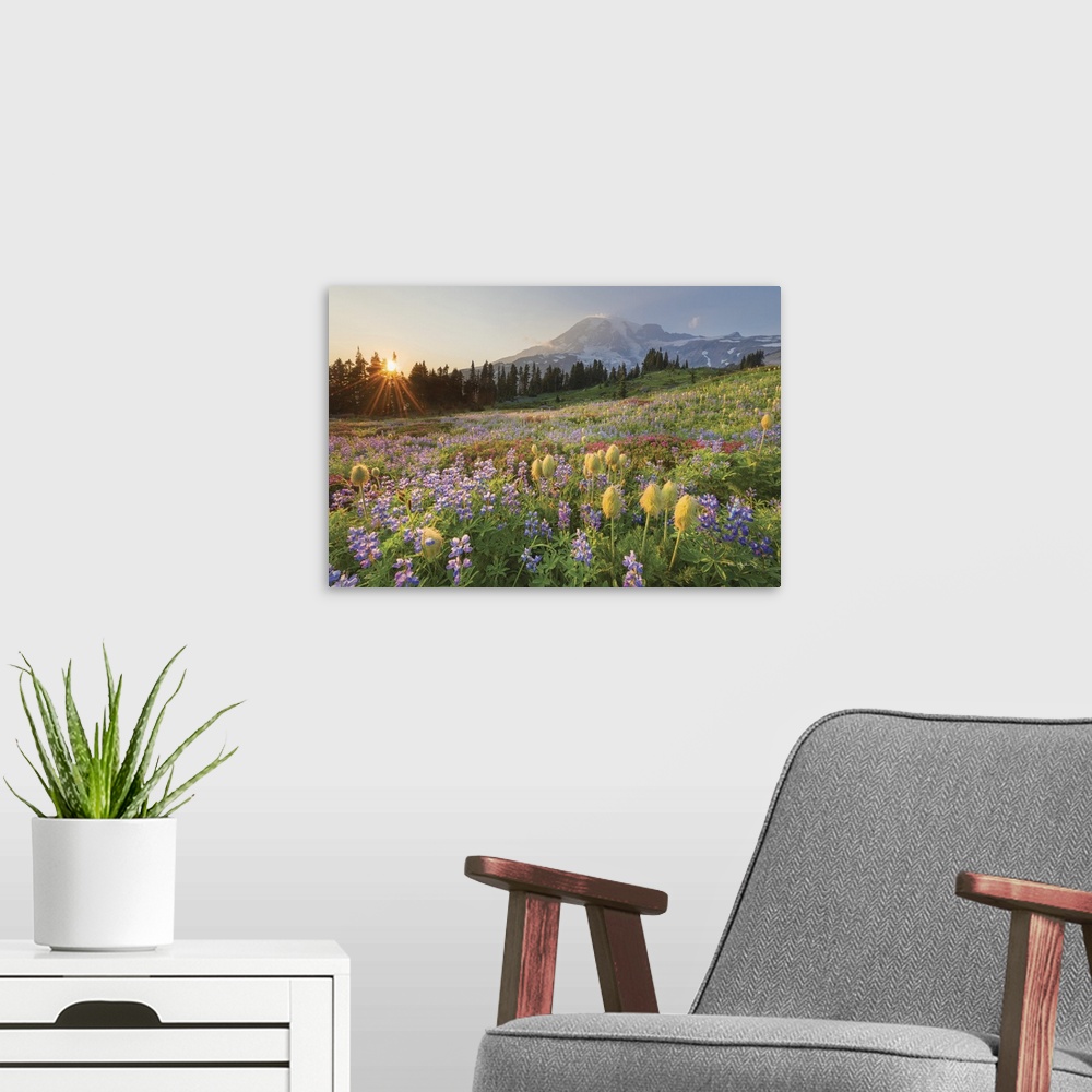 A modern room featuring Sunset over Mount Rainier Paradise wildflower meadows. Containing a mixture of Western Anemone, B...