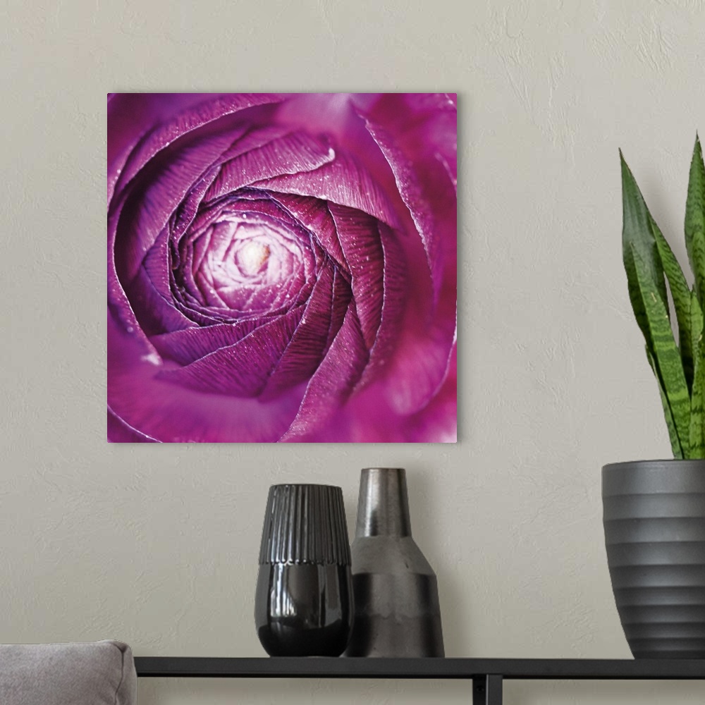A modern room featuring A macro photograph looking at the center of a Ranunculus flower.
