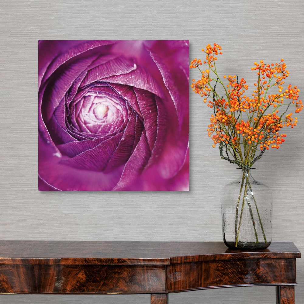 A traditional room featuring A macro photograph looking at the center of a Ranunculus flower.