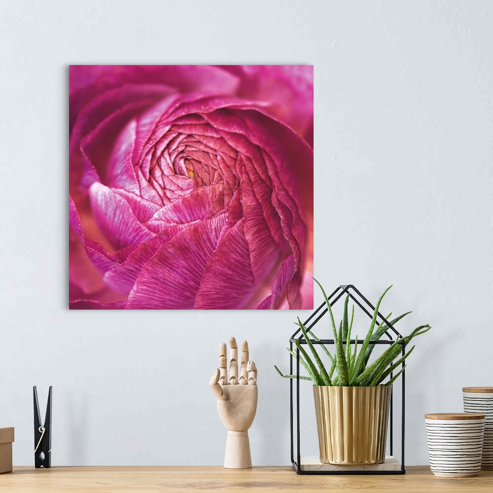 A bohemian room featuring A macro photograph looking at the center of a Ranunculus flower.