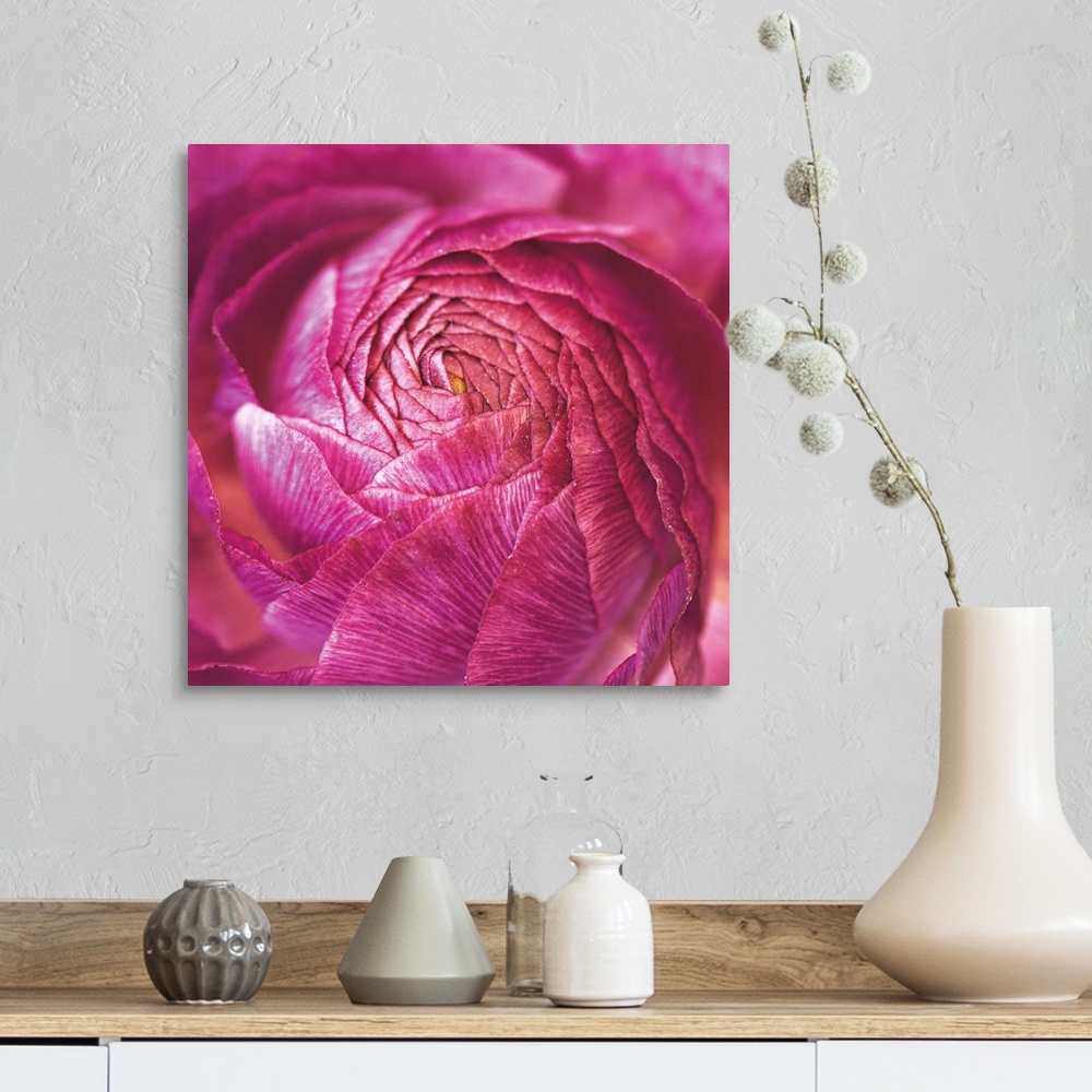 A farmhouse room featuring A macro photograph looking at the center of a Ranunculus flower.